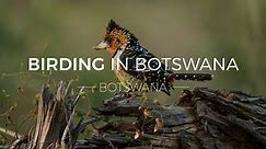 Birding in Botswana | Rhino Africa