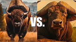 Bison vs. Buffalo | What's the difference?
