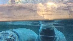 Button and Genny at Adventure Aquarium in Camden, NJ. They are the only Nile hippos in the world to be exhibited at an Aquarium. #hippo @adventureaquarium #adventureaquarium #aquarium #hippopotamus | Lehigh Valley with Love