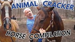 ANIMAL CRACKER HORSE COMPILATION! ~ Chiropractic for horses!
