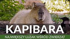 KAPIBARA - Największy luzak wśród zwierząt | Największy gryzoń | Ciekawostki | Słodkie zwierzęta