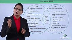 Class10th – DNA vs RNA | Biomolecules - Nucleic Acid | Tutorials Point