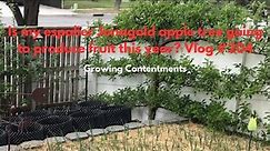 Is my espalier Jonagold apple tree going to produce fruit this year? Vlog #204