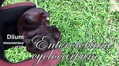 Elephant ear tree (Enterolobium cyclocarpum) - part 1