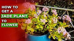 How to Get a Jade Plant to Flower || Jade Plant Bloom