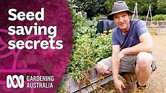Learn these seed saving secrets | Gardening hacks | Gardening Australia