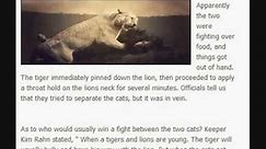 Brutal Tiger and Lion fight!! Tiger kills Lion at everland zoo! Fatal fight, tiger is the winner.