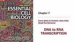 DNA TO RNA Transcription