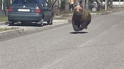 Brown Bear Spotted Sprinting Down Street Following Reported Attacks