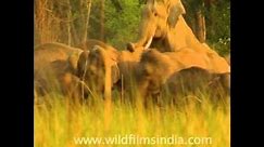 Elephants mating!! Rare footage of the mating of the giants