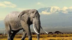 Biggest Elephant Around The World Ever Recorded