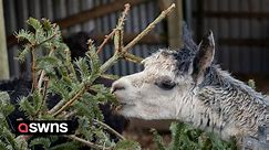 Alpacas and llamas enjoy a late festive feast - of Christmas trees
