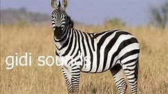 Zebra Sound - Bray