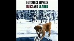 Difference Between Boss & Leader Dog Video