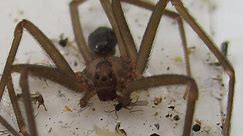 A home in Weldon Spring, Missouri, was overrun by brown recluse spiders that started "bleeding out of the walls"