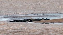 Amazing footage of giant 7m crocodile - Filmed in the wild!