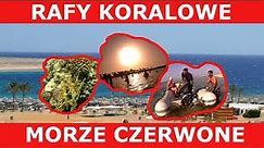 RAFY KORALOWE - MORZE CZERWONE - EGIPT - Coral Reefs - Red Sea Egypt 🏜🐟🐙🐪🐬🌅🐠🪸