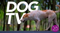 DOG TV - The ULTIMATE Entertainment Experience For Dogs! (2022)