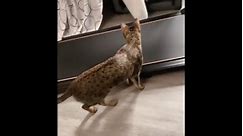 Cat is trying to figure out how to use the treadmill!