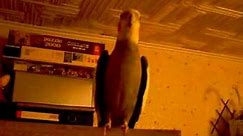 papuga nimfa śpiewa dzwonki z telefonu nokia