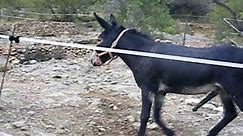 Donkey Mating - Burros Apareándose