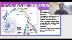 DNA and Chromosome structure