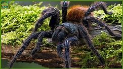 Top 10 Biggest Spiders in the World