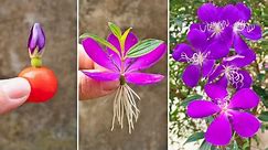 Purple flowers are so beautiful and easy to propagate - anyone can do it