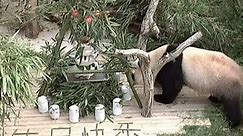 Southwest Zoo Celebrates Birthday for Two Giant Pandas