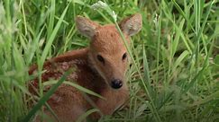 Baby ‘vampire’ deer hand-reared by zookeepers before move to London Zoo