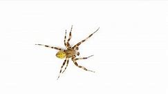 Screensaver, spider crawling on the screen isolated on a white background