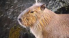 Kapibara bierze prysznic