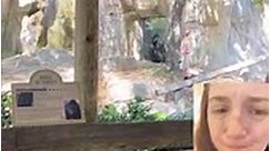 Zoo keeper gets trapped in cage with gorilla | Lauren V