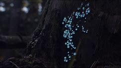 Projections in the Forest