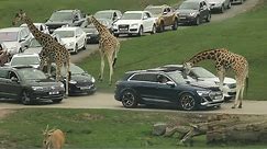 West Midland Safari Park 2021 | Safari Park VLOG | Drive thru Animals in Midlands UK |
