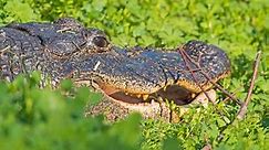 Discover The 7 Largest Alligators Ever Found in Georgia