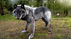 The 10 Largest Wolves in the World