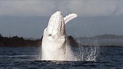 15 Incredible WHALE Species That Actually Exist