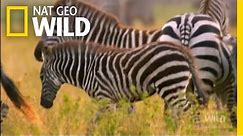 Zebra Takedown! | Nat Geo Wild