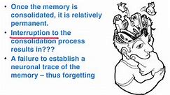 Consolidation theory (for memory) - VCE Psychology