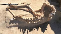 Utah family finds remains of ancient horse in backyard