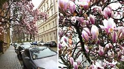 Szlak magnolii w Cieszynie! Już kwitną i wyglądają pięknie - zobacz ZDJĘCIA. Warto sie tu przespacerować...