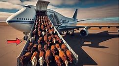 The Largest Cattle Transport Ever! This Mega Transport Will Blow Your Mind!