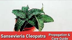Sansevieria Propagation & Care Guide | Cleopatra Snake Plant