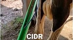 CIDR with protocol Shafi Farms #agriculture #dairyfarm #cows | Shafi Farms