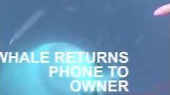 Whale returns phone to owner| CCTV English