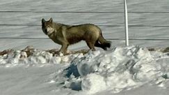 Debate over whether animal is a wolf or coyote takes over social media for some Castle Rock resident
