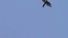 JASTRZĄB [Accipiter gentilis] (Międzybrodzie-Bialskie 10.07.2011r.)