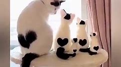 OMG So Cute Cats ♥ Best Funny Cat Videos 2021