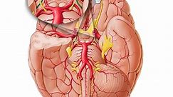 Arteria choroidea anterior